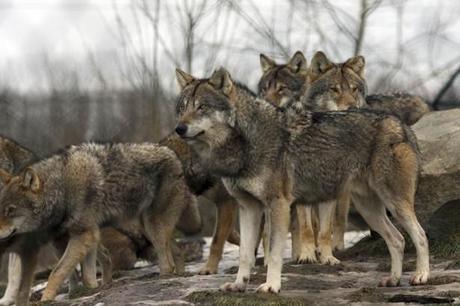 Ojibwe members protest Minn. wolf hunt