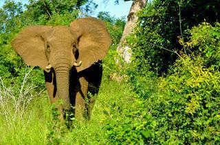 U.S. To Use Intelligence Agencies To Fight African Poachers