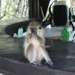 Barbados Wildlife Reserve – Feeding the Monkeys