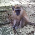Barbados Wildlife Reserve – Feeding the Monkeys
