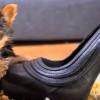 Meysi, World’s Smallest Dog Contender, Stars In New Video