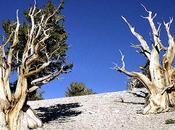 Read Rings: Oldest Living Tree Tells