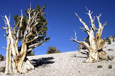 Read My Rings: The Oldest Living Tree Tells All