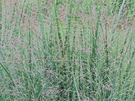 Panicum Virgatum (Switch Grass) 'Northwind' - Paperblog
