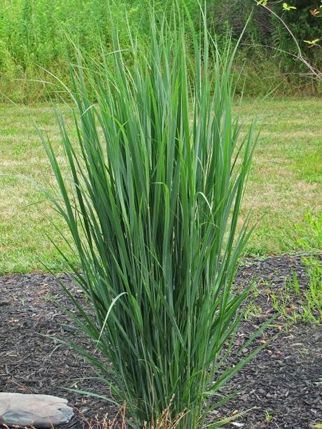 Panicum virgatum (Switch Grass) 'Northwind'