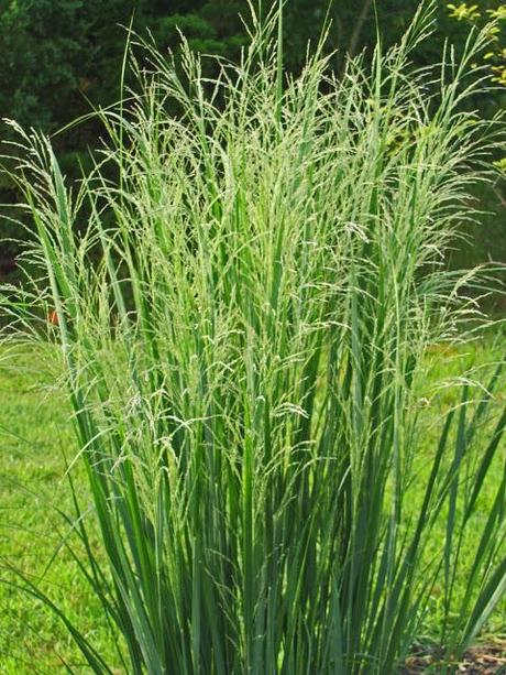 Panicum virgatum (Switch Grass) 'Northwind'
