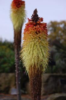 Kniphofia caulescens Flower (20/10/2012, Kew Gardens, London)