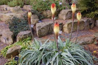 Kniphofia caulescens (20/10/2012, Kew Gardens, London)