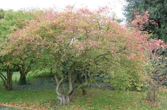 Euonymus hamiltonianus (20/10/2012, Kew Gardens, London)