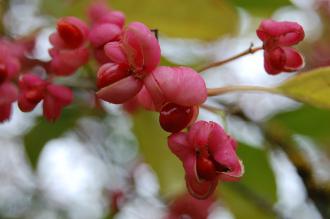 Euonymus hamiltonianus Fruit (20/10/2012, Kew Gardens, London)