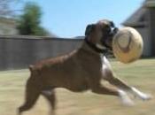 Boxer Helps Other Dogs Blood Donor