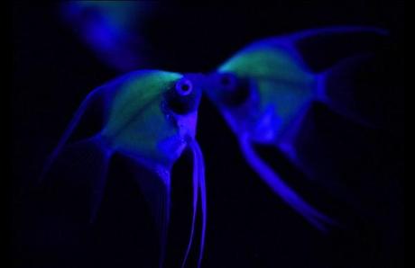 glow-in-the-dark-fish