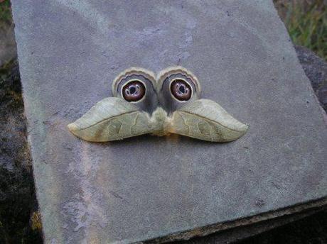 Creation: Owl Moth