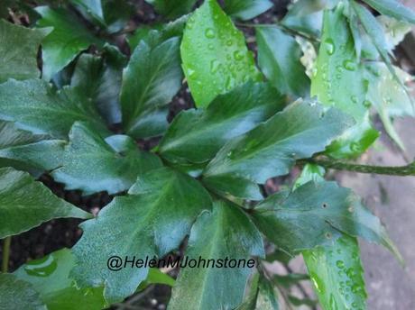 2012_11180008 Weekly Photo Challenge – Green
