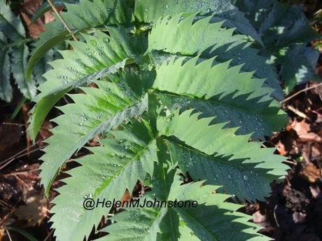 2012_11180011 Weekly Photo Challenge – Green