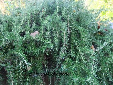 2012_11180005 Weekly Photo Challenge – Green