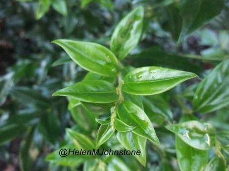 2012_11180007 Weekly Photo Challenge – Green