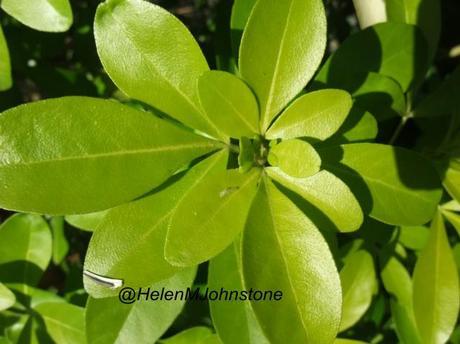 2012_11180010 Weekly Photo Challenge – Green