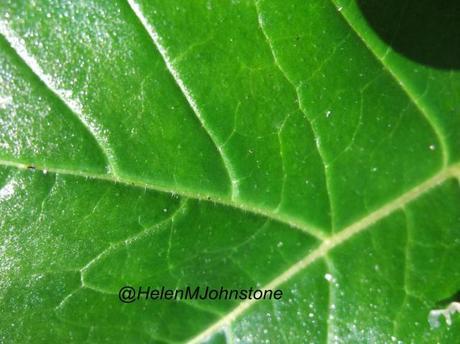2012_11180009 Weekly Photo Challenge – Green