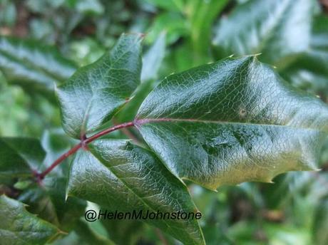 2012_11180018 Weekly Photo Challenge – Green