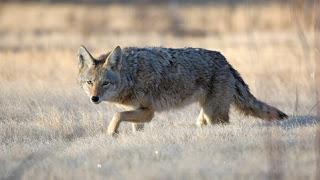 Controversial Coyote Hunting in New Mexico