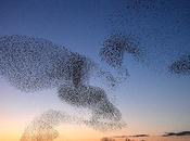 Breathtaking Murmurations Starlings