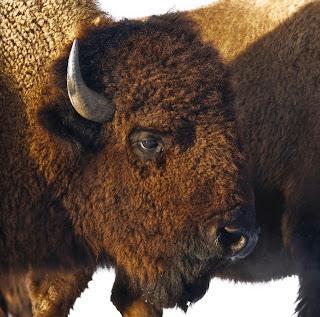 Rustic Within Reach!