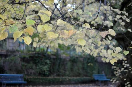 Autumn Leaves in Coimbra