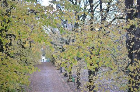 Autumn Leaves in Coimbra