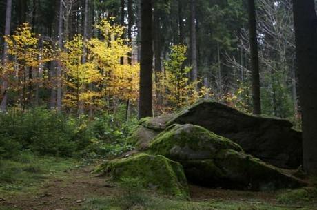 bog forest (Moorwald) in Bad Leonfelden, Austria
