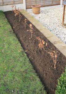 Planting a bare-root Beech hedge