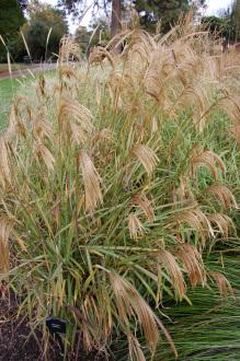 Miscanthus nepalensis (20/10/2012, Kew Gardens, London)