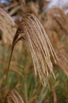 Miscanthus nepalensis Flower (20/10/2012, Kew Gardens, London)