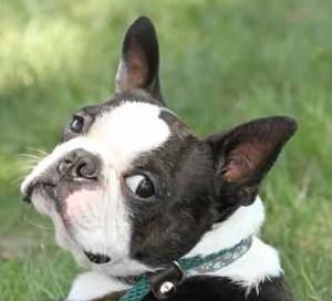 Abandoned Boston Terrier Inspires Toy Line