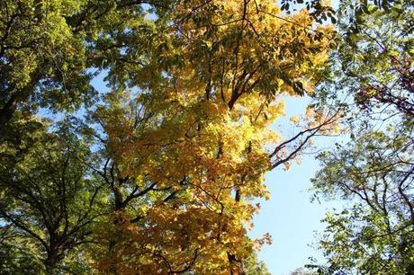 Bright Yellow Observatory Hill & Observations