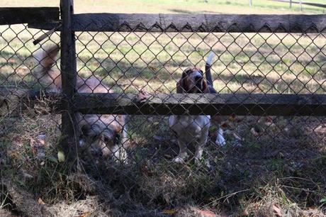 Dog Park Observatory Hill & Observations