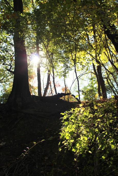 From The Path Observatory Hill & Observations