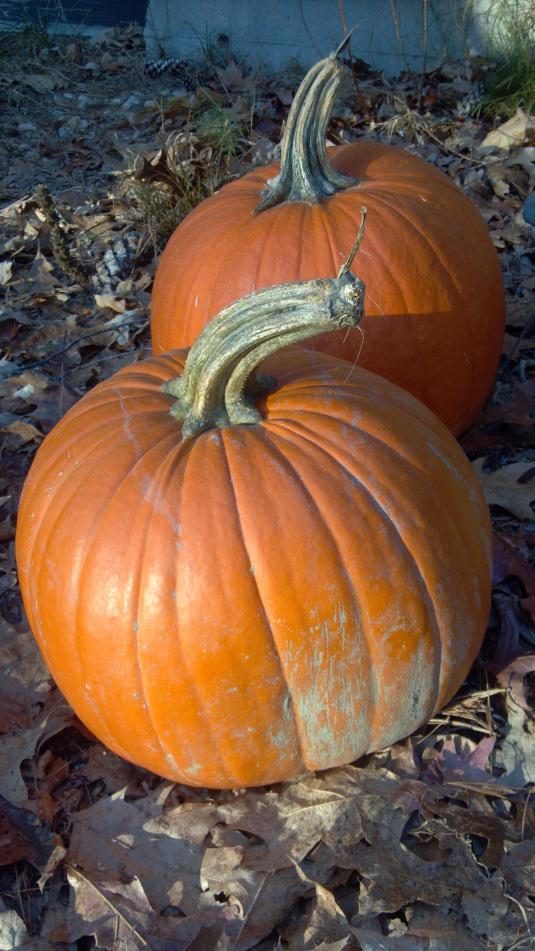 Lesson 653 – Frost on the pumpkins and feasts