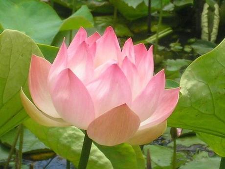 BE BEAUTIFUL WITH LOTUS :)