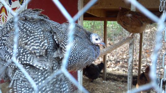 Lesson 654 – Guinea hens and vutures