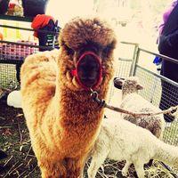 6a00d8341d8af353ef017c331644e3970b-580wi