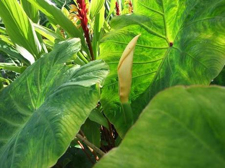 Colocasia gaoligongensis