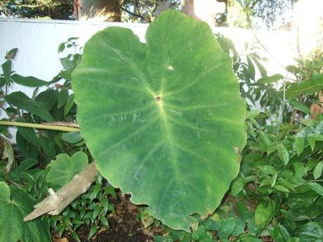 Colocasia gaoligongensis, Alternative Eden