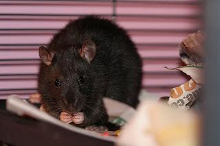 Ratsos, Ratsos, Lots of Baby Ratsos!