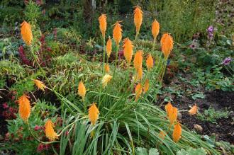 Kniphofia triangularis ssp.triangularis (20/10/2012, Kew Gardens, London)