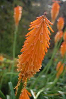 Kniphofia triangularis ssp.triangularis Flower (20/10/2012, Kew Gardens, London)