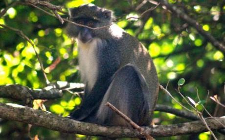Samango monkey in iSimangaliso Wetland Park, South Africa