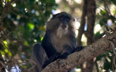 Samango monkey in iSimangaliso Wetland Park, South Africa