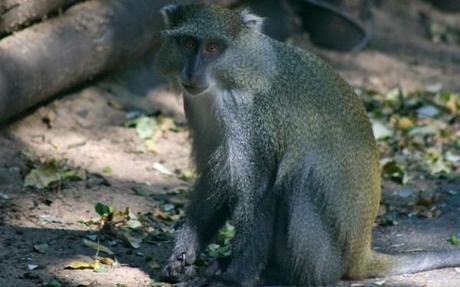 Samango monkey in iSimangaliso Wetland Park