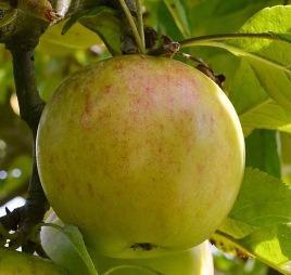 Alphabe Thursday: Letter A for Apples